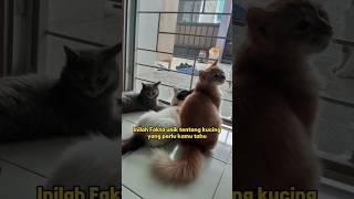 Inilah Fakta unik tentang kucing yang pecinta kucing harus tau #faktaunik #faktakucing #catslovers