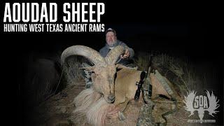 Texas Aoudad Sheep Hunt