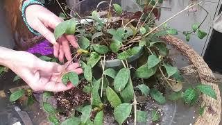 Black Pagoda Lipstick Plant .....Care & Repot