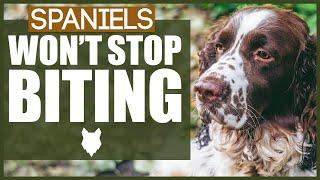 How To Stop Your SPANIEL BITING