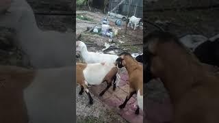 Pertenakan Kambing di Dungun