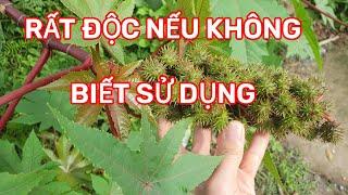 CÂY DƯỢC LIỆU LÂU ĐỜI TUY RẤT Đ.Ộ.C NHƯNG NHIỀU TÁC DỤNG QUÝ KHÔNG THAY THẾ ĐƯỢC.