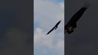 Adler am Camino del Norte #life  #eagles #camino #caminodesantiago #caminodelnorte #amazing #nature