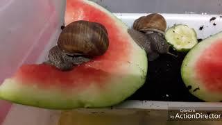 Улиточки кушают