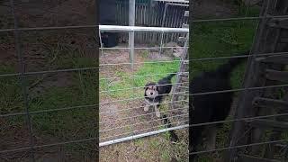 Max the shepherd Part 13 Trapped #dog #dogs #puppy #germanshepherd #australian  #shepherd #max
