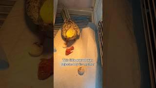 The biased parrot parents #animals #love #shorts