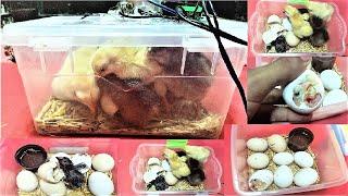 DIY - Homemade egg incubator || How to make simple egg incubator at home ||How to hatch eggs at home