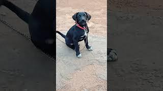 Baby Dog  Barking Sound 16 #shorts #dogsound #puppysounds #dogvoice #barking