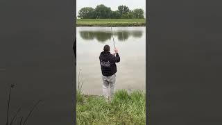 Дикий карп гнет удилище. Ловля сазана на реке. #fishing #carpfishing #рыбалканафидер #рыбалканаозере