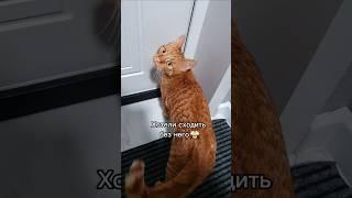️Кот Артём️