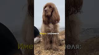 Наши ТОПчики  WB:271212401 маска-уходWB: 271212408 Груминг-спрей 19в1