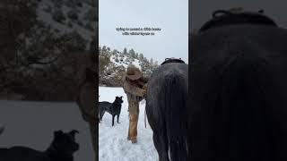 tall horses with winter layers is a struggle