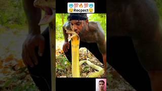 cobra snake kiss very dangerous #shorts #viral