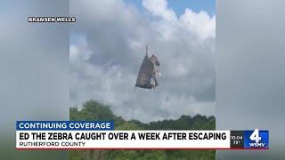 ‘He is safe’: Owners say missing zebra caught over a week after escaping