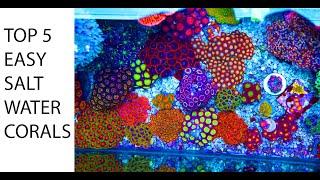 5 Best Beginner Corals -  Easiest To Keep Salt Water Corals