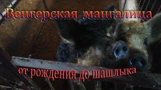 Выращивание свиней венгерская мангалица. С рождения и до забоя.