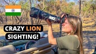 The ONLY ASIATIC LIONS of GIR FOREST, INDIA. 