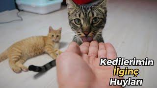 KEDİLERİMİN HUYLARI  (Hüsrev, Misha ve Mantı - Kedilerimin Karakterleri Nasıl?)