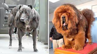 10 Biggest Dog Breeds In The World!