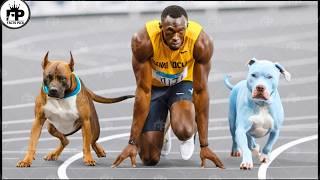 Can These Dogs Outrun Usain Bolt? Discover the Truth!! ‍️