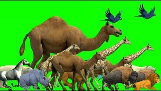 Animals green screen cartoons animal / Animal stampede green screen no copyright