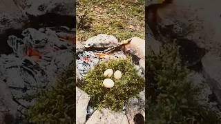 #egg #survival #mushroom #cooking #bushcraft #camping #cook #outdoors #food #campping