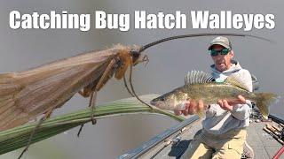 Catch Walleyes When Bugs Are Hatching Like Crazy (Foolproof Tactics!)