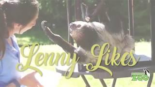 Lenny Likes: Foods Our Two-Toed Sloth Eats