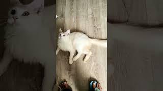his favorite catching #cat #cuteanimal #cutecat #love #sweetyourheart