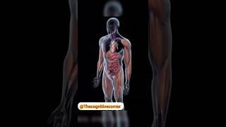 How Medicine is Absorbed in the Body....#medical #medicalanimation #digestion