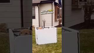 Turning Her House Into A Petting Zoo 