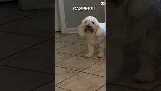 Who took the cookie from the cookie jar?? #puppy #cute #pets #cookie #cookies
