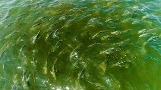 Jack Crevalle Feeding FRENZY (Jetty Fishing)