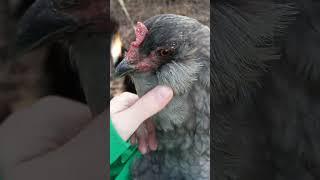 Squish the cheeks #petchicken #backyardchickens #ameraucana #chickens