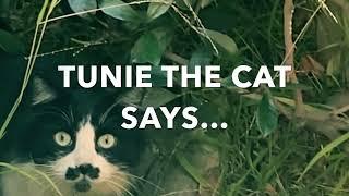 Tunie the Cat Has a Message!