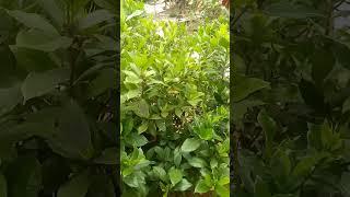 Tanaman kaca piring