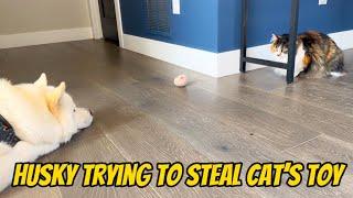 Husky Pup Trying To Steal A Toy From A Cat! Will He Regret It???