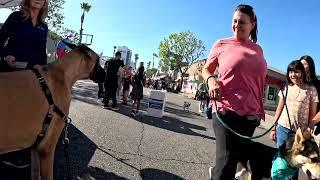 Cash 2.0 Great Dane at the Sherman Oaks Street Fair 2024 (12 of 14)