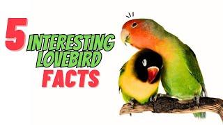 5 Interesting LoveBird Facts