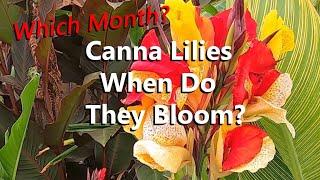 When Do Canna Lilies Bloom? Find Out When the Canna Lily Plants Bloomed Flowers in a Tropical Garden