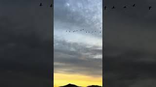Geese Fly South From Scotland