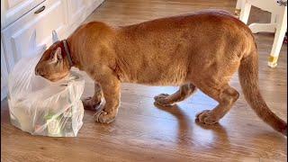 Messi stole a piece of meat from a bag! Puma Messi growls and eats, we couldn't do anything about it