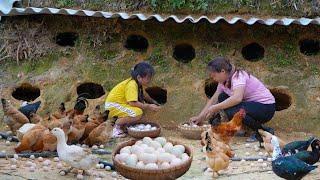 Harvest eggs & Beans in the farm garden - Simple meal with my daughter