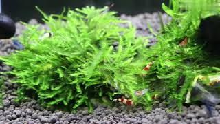 Dormitory Fish Tank Dream Come Ture! - from senzeal.com