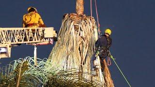 Bakersfield Tree Trimmer Fatal Accident  ** WARNING GRAPHIC CONTENT **