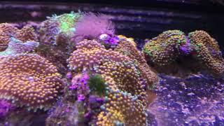 Premium Aquatics Corals - Labor Day Weekend 9-2-2017