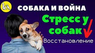 Стресс у собак.  Восстановление.  Собака и война. часть 3