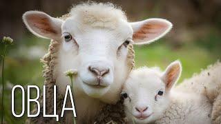 Овцы: Кудрявые Герои Человечества | Интересные факты про баранов