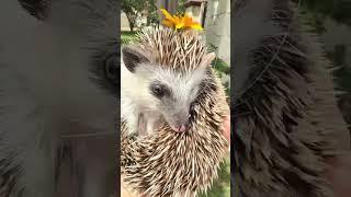Pretty Little Baby  Boys Love Flowers Too. Hedgehog.Ёжик. ハリネズミ. 고슴
