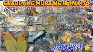 MURANG IBON SA BOCAUE PET MARKET EVERY FRIDAY #africanlovebird #lovebird #birds